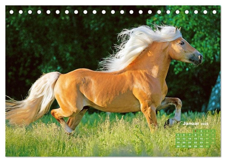 Produktbild: Haflinger: Die blonden Pferde von der Alm (Tischkalender 2026 DIN A5 quer), CALVENDO Monatskalender