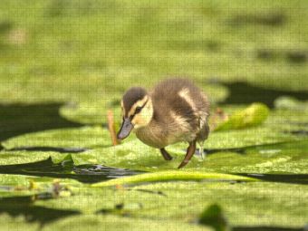 Produktbild: CALVENDO Puzzle S&uuml;&szlig;e Ente | 1000 Teile Lege-Gr&ouml;&szlig;e 64x48cm Foto-Puzzle f&uuml;r gl&uuml;ckliche Stunden