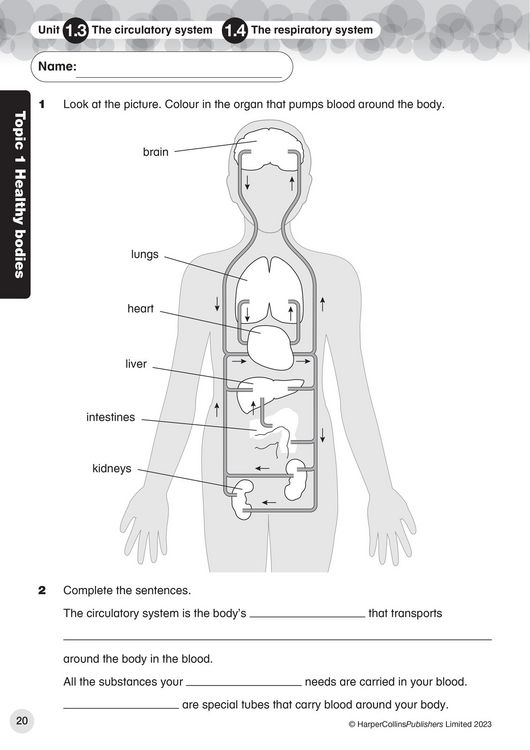 Produktbild: International Primary Science Progress Book Teacher Pack: Stage 6