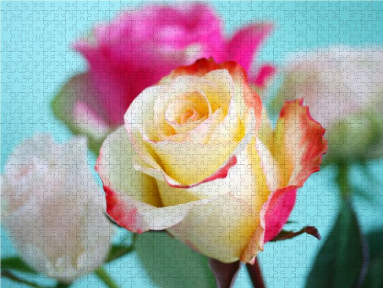 Produktbild: CALVENDO Puzzle Rosenstrau&szlig; 2000 Teile Lege-Gr&ouml;&szlig;e 90 x 67 cm Foto-Puzzle Bild von Gisela Kruse
