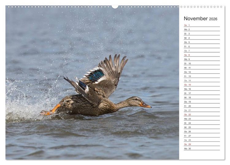 Produktbild: Emotionale Momente: Die Stockente. (Wandkalender 2026 DIN A2 quer), CALVENDO Monatskalender