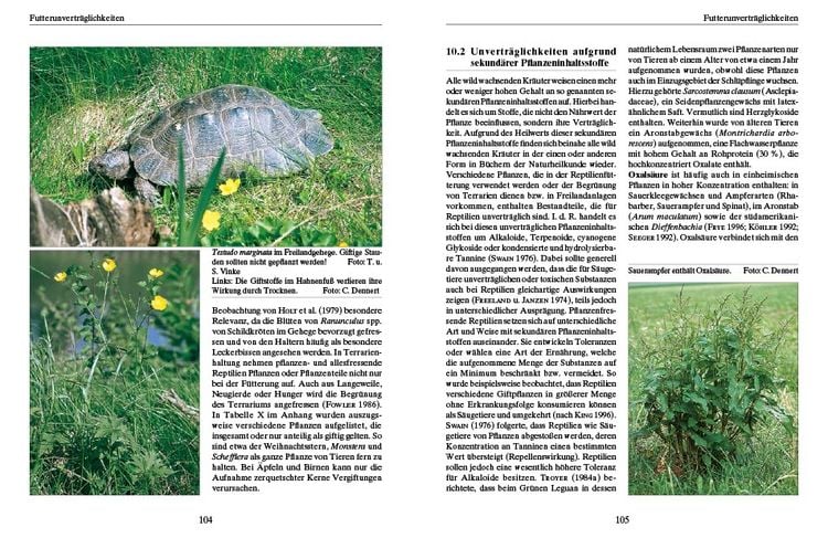 Produktbild: Ern&auml;hrung von Landschildkr&ouml;ten