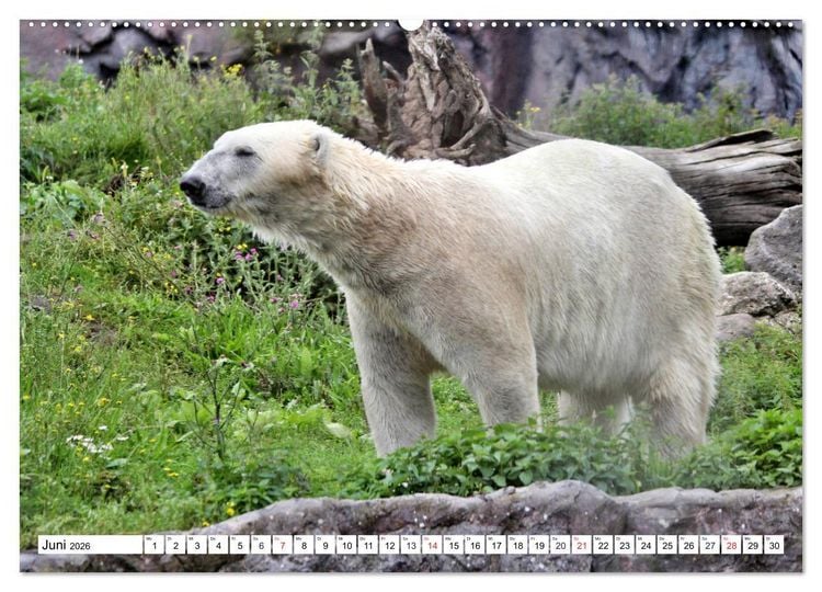 Produktbild: B&auml;ren - Der Eisb&auml;r und der Kamtschatka-Braunb&auml;r (hochwertiger Premium Wandkalender 2026 DIN A2 quer), Kunstdruck in Hochglanz