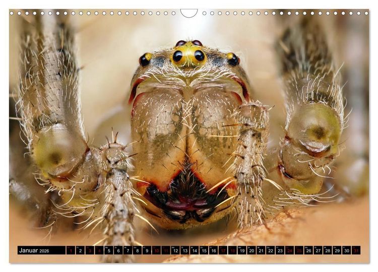 Produktbild: Faszination Makrofotografie: Spinnen (Wandkalender 2026 DIN A3 quer), CALVENDO Monatskalender