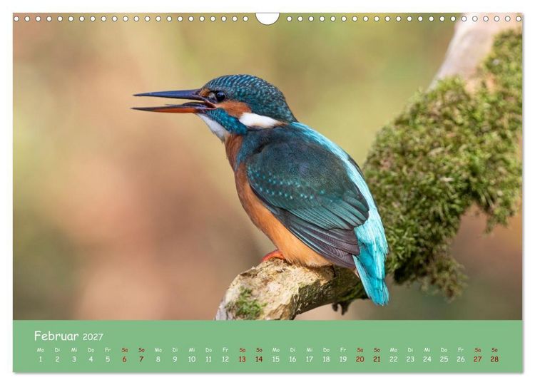 Produktbild: Alcedo atthis. Der Eisvogel (Wandkalender 2027 DIN A3 quer), CALVENDO Monatskalender