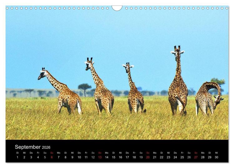 Produktbild: GIRAFFEN - Liebliche Riesen der afrikanischen Savanne (Wandkalender 2026 DIN A3 quer), CALVENDO Monatskalender