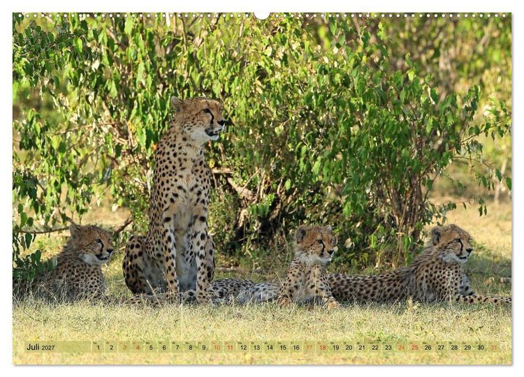 Produktbild: Geparden - Begegnungen in Afrika (hochwertiger Premium Wandkalender 2027 DIN A2 quer), Kunstdruck in Hochglanz