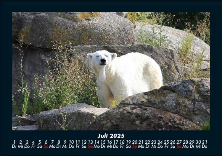 Produktbild: Pinguine & Eisb&auml;ren 2025 Fotokalender DIN A5