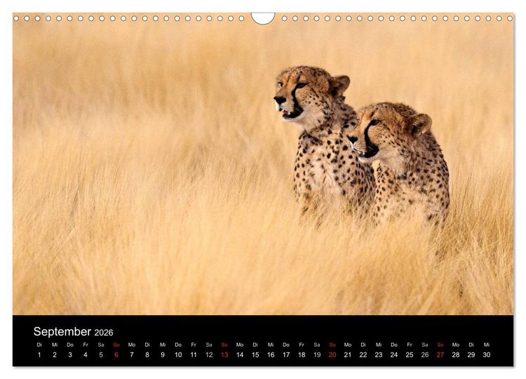 Produktbild: Afrikas Raubkatzen (Wandkalender 2026 DIN A3 quer), CALVENDO Monatskalender