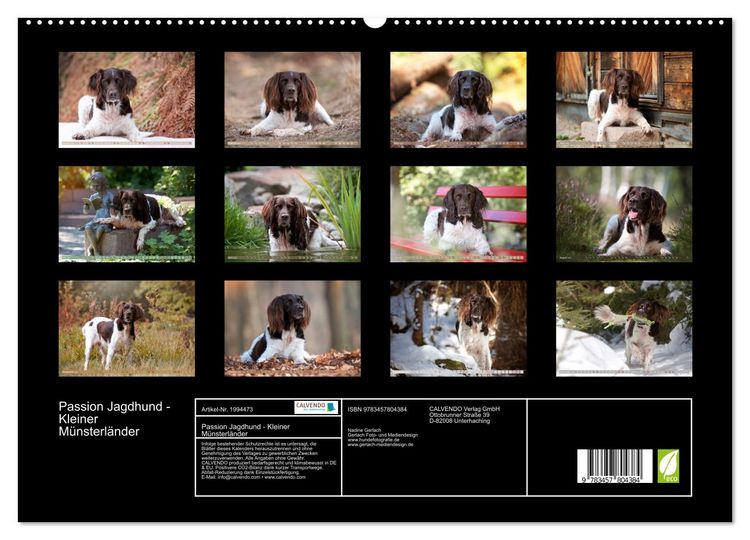 Produktbild: Passion Jagdhund - Kleiner M&uuml;nsterl&auml;nder (hochwertiger Premium Wandkalender 2026 DIN A2 quer), Kunstdruck in Hochglanz