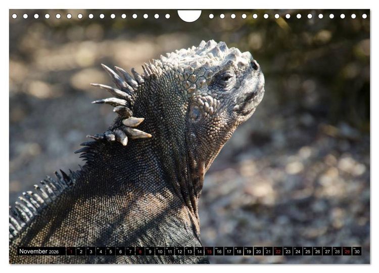 Produktbild: Leguane auf Galapagos (Wandkalender 2026 DIN A4 quer), CALVENDO Monatskalender
