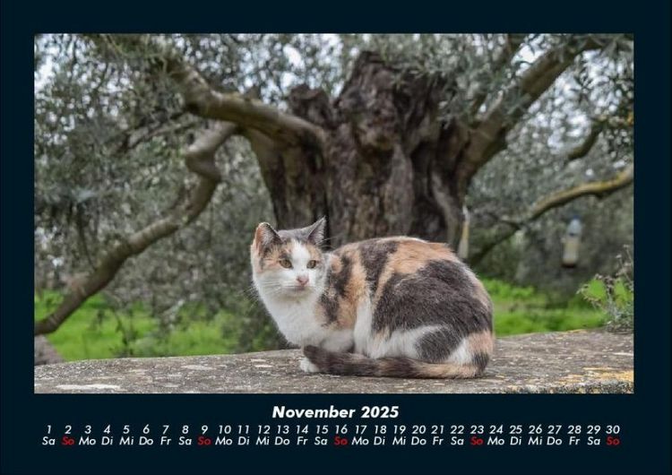 Produktbild: F&uuml;r Katzenfreunde 2025 Fotokalender DIN A4