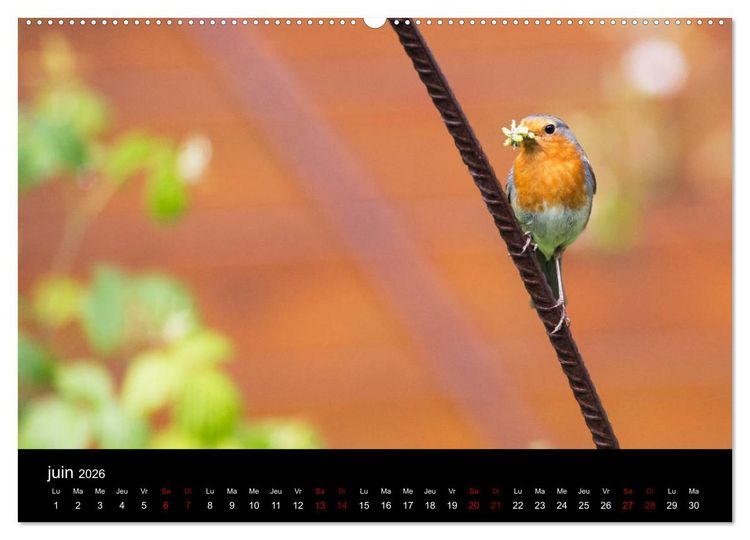 Produktbild: Mon ami le rouge-gorge (Calendrier mural 2026 DIN A2 vertical) calendrier de bureau