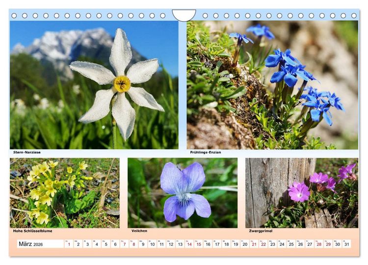 Produktbild: Alpiner Bl&uuml;tenzauber (Wandkalender 2026 DIN A4 quer), CALVENDO Monatskalender