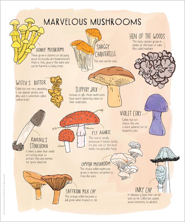 Produktbild: Nature Anatomy Posters