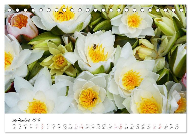 Produktbild: N&eacute;nuphars enchanteurs (Calendrier de bureau 2026 DIN A5 vertical), CALVENDO calendrier mensuel