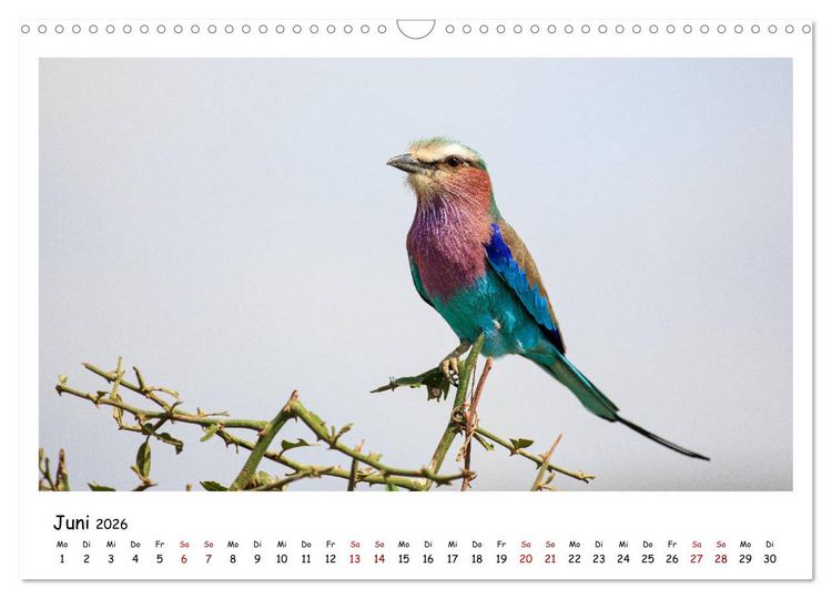 Produktbild: Tierparadies Kenia (Wandkalender 2026 DIN A3 quer), CALVENDO Monatskalender