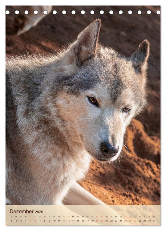 Produktbild: Im Husky-Rudel (Tischkalender 2026 DIN A5 hoch), CALVENDO Monatskalender