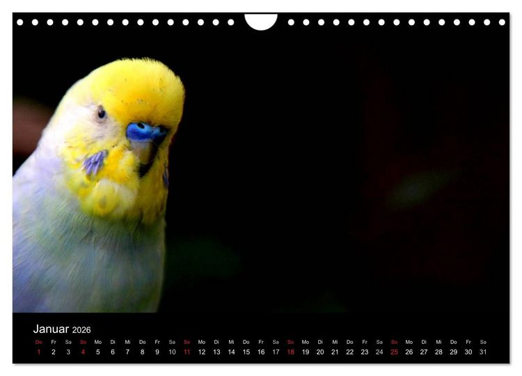 Produktbild: Wellensittiche - Naturkalender (Wandkalender 2026 DIN A4 quer), CALVENDO Monatskalender