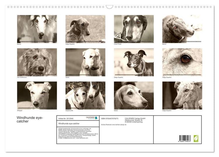 Produktbild: Windhunde eye-catcher (Wandkalender 2026 DIN A2 quer), CALVENDO Monatskalender