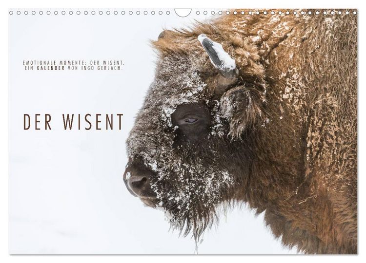 Produktbild: Emotionale Momente: Der Wisent. (Wandkalender 2026 DIN A3 quer), CALVENDO Monatskalender