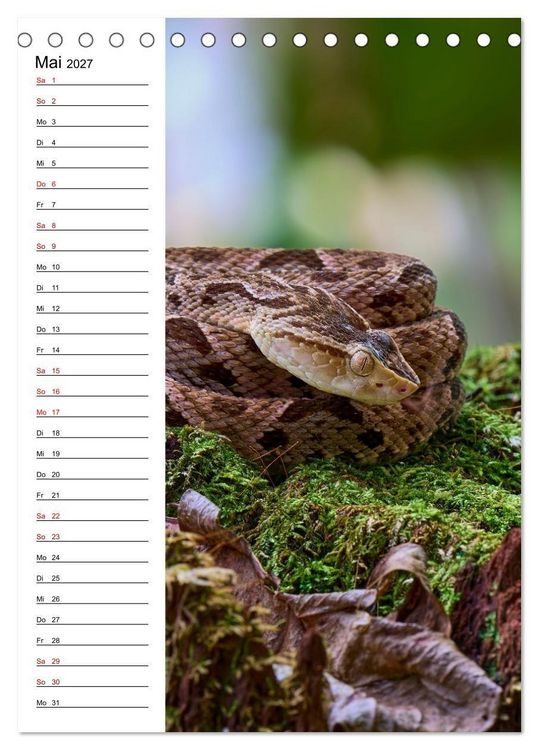 Produktbild: Costa Rica - Magische Tiere des Regenwaldes (Tischkalender 2027 DIN A5 hoch), CALVENDO Monatskalender