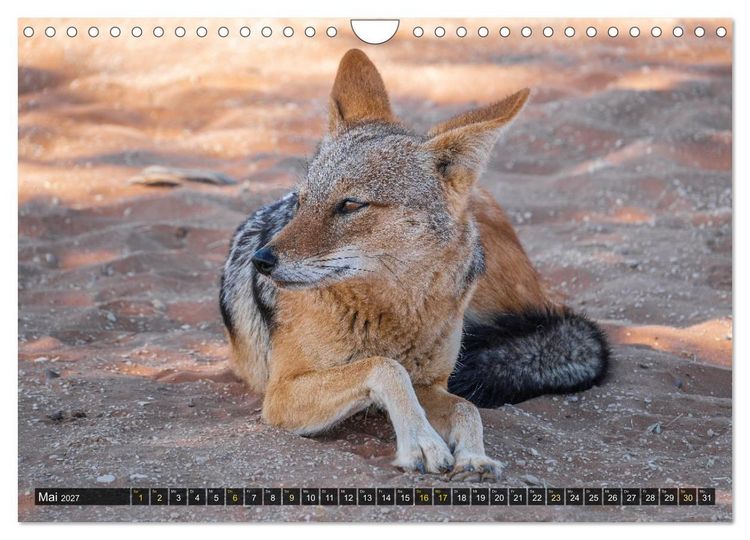 Produktbild: Zwischen Namib und Kalahari (Wandkalender 2027 DIN A4 quer), CALVENDO Monatskalender