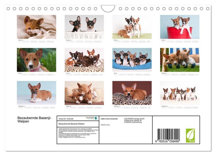 Produktbild: Bezaubernde Basenji-Welpen (Wandkalender 2026 DIN A4 quer), CALVENDO Monatskalender