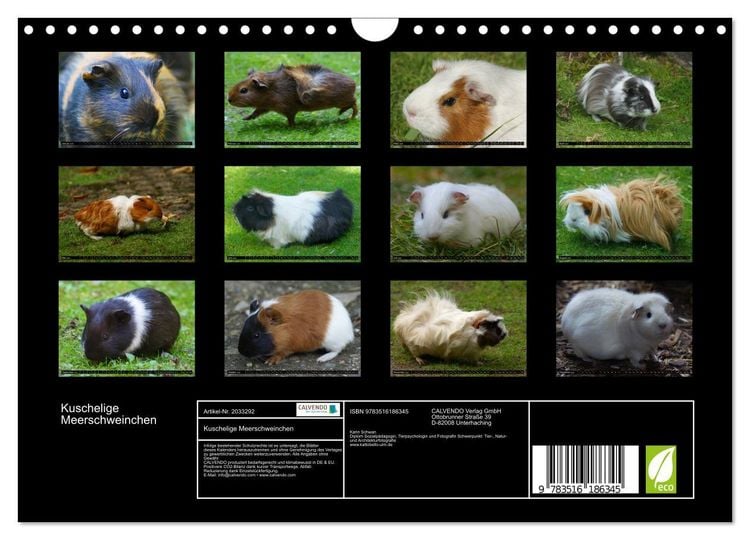 Produktbild: Kuschelige Meerschweinchen (Wandkalender 2026 DIN A4 quer), CALVENDO Monatskalender