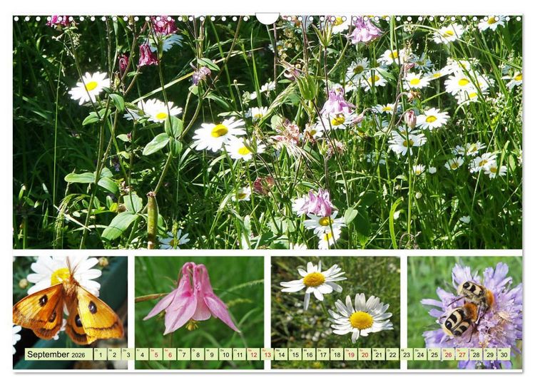 Produktbild: Bl&uuml;tenmeer am Wegesrand (Wandkalender 2026 DIN A3 quer), CALVENDO Monatskalender