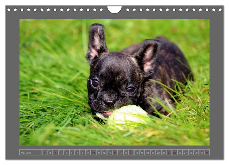 Produktbild: Franz&ouml;sische Bulldoggen (Wandkalender 2026 DIN A4 quer), CALVENDO Monatskalender