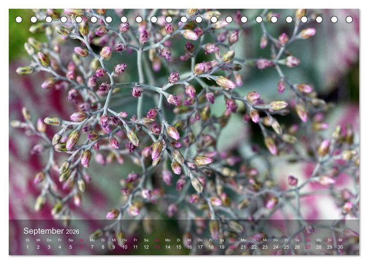 Produktbild: Sukkulenten in Haus und Garten (Tischkalender 2026 DIN A5 quer), CALVENDO Monatskalender