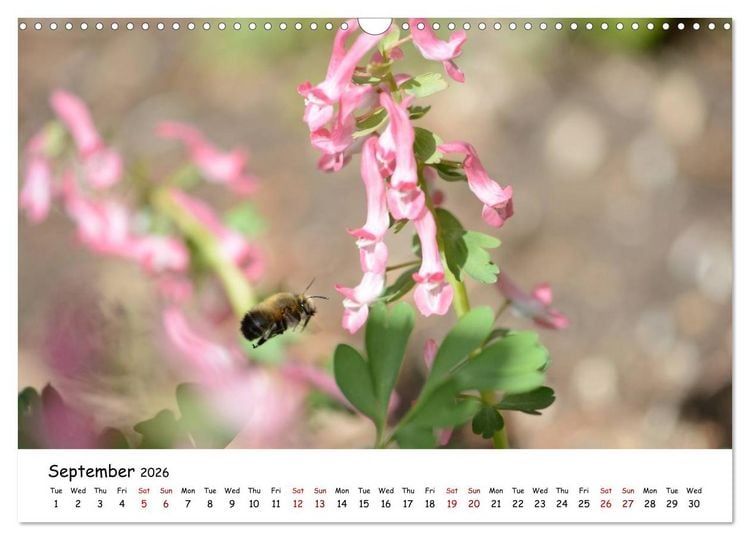 Produktbild: Wild bees - The life of solitary bees in insect hotels (Wall Calendar 2026 DIN A3 landscape), CALVENDO 12 Month Wall Calendar