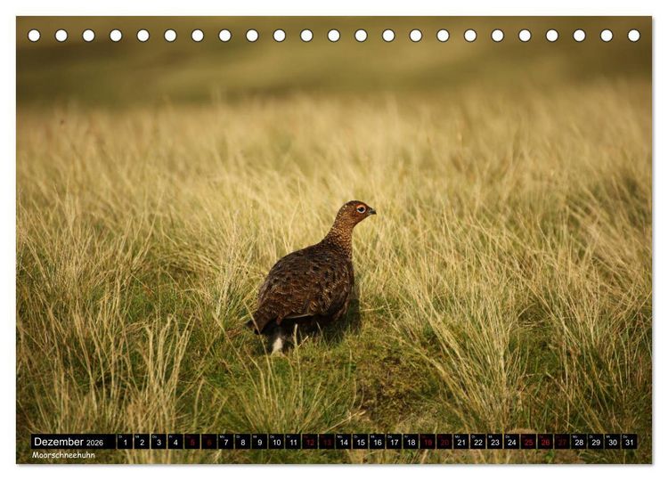 Produktbild: Traumhafte Yorkshire Dales (Tischkalender 2026 DIN A5 quer), CALVENDO Monatskalender