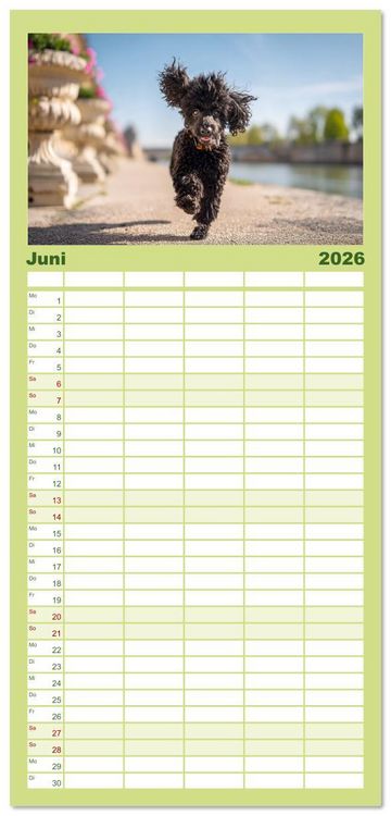 Produktbild: Familienplaner 2026 - Pudel in der Stadt. Urbane Momente voller Charme und Lebensfreude mit 5 Spalten (Wandkalender, 21 x 45 cm) CALVENDO