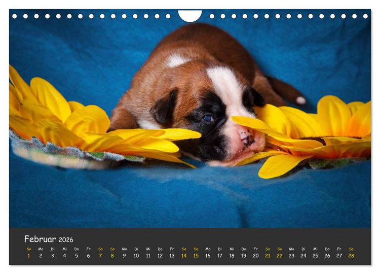 Produktbild: Wenn ich gro&szlig; bin werd' ich Boxer (Wandkalender 2026 DIN A4 quer), CALVENDO Monatskalender
