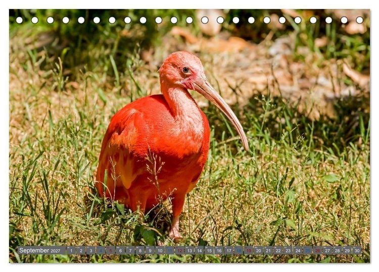 Produktbild: Sunshine State Florida Natur, Tierwelt und Nationalparks (Tischkalender 2027 DIN A5 quer), CALVENDO Monatskalender