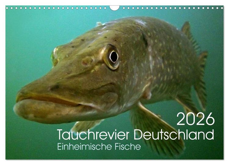 Produktbild: Tauchrevier Deutschland (Wandkalender 2026 DIN A3 quer), CALVENDO Monatskalender