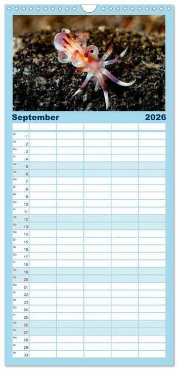 Produktbild: Familienplaner 2026 - Nudis &ndash; Die bunte Welt der Nacktschnecken mit 5 Spalten (Wandkalender, 21 x 45 cm) CALVENDO