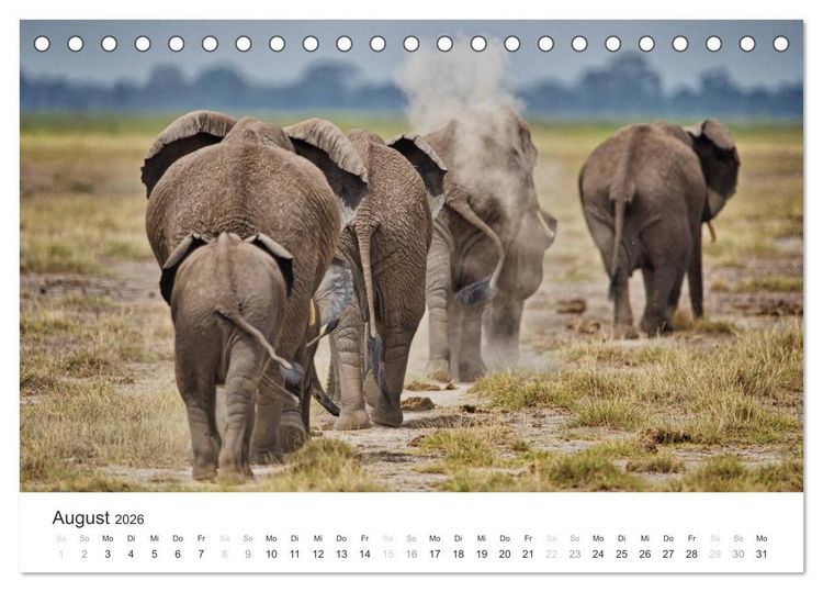 Produktbild: Elefanten - Sanfte Riesen in Afrika (Tischkalender 2026 DIN A5 quer), CALVENDO Monatskalender