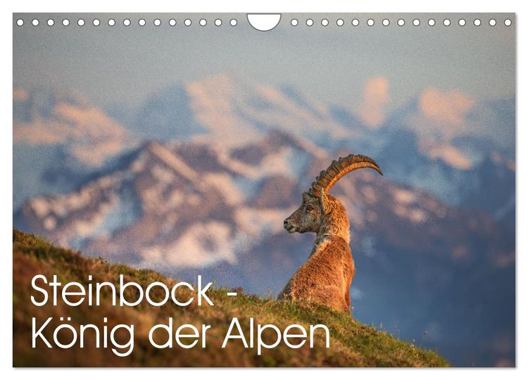 Produktbild: Steinbock - K&ouml;nig der Alpen (Wandkalender 2026 DIN A4 quer), CALVENDO Monatskalender