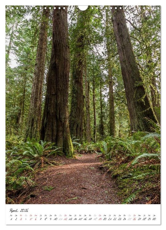 Produktbild: Weltnaturerbe Olympic National Park (Wandkalender 2026 DIN A3 hoch), CALVENDO Monatskalender