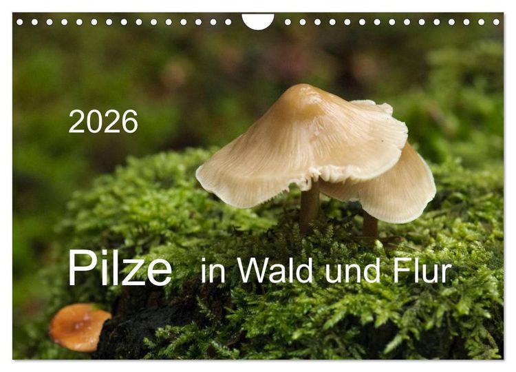 Produktbild: Pilze in Wald und Flur (Wandkalender 2026 DIN A4 quer), CALVENDO Monatskalender