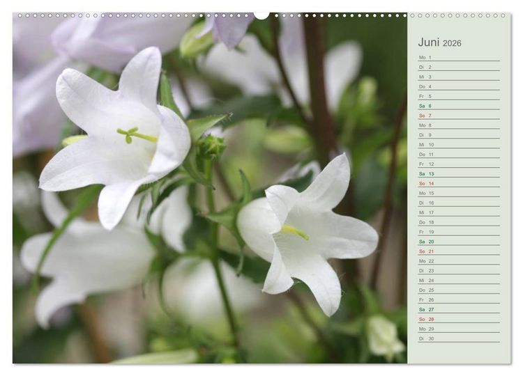 Produktbild: Liebenswerte Gl&ouml;ckchen (Wandkalender 2026 DIN A2 quer), CALVENDO Monatskalender