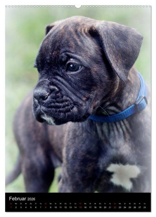 Produktbild: Deutsche Boxer Babys... (hochwertiger Premium Wandkalender 2026 DIN A2 hoch), Kunstdruck in Hochglanz