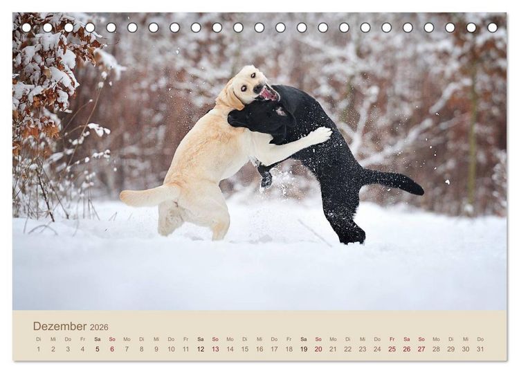 Produktbild: Labrador Retriever (Tischkalender 2026 DIN A5 quer), CALVENDO Monatskalender