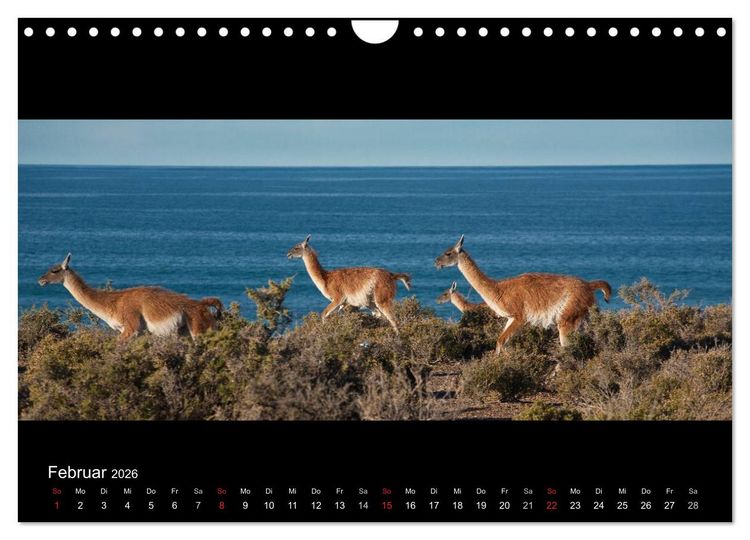 Produktbild: Patagonien - Ungez&auml;hmtes Land (Wandkalender 2026 DIN A4 quer), CALVENDO Monatskalender