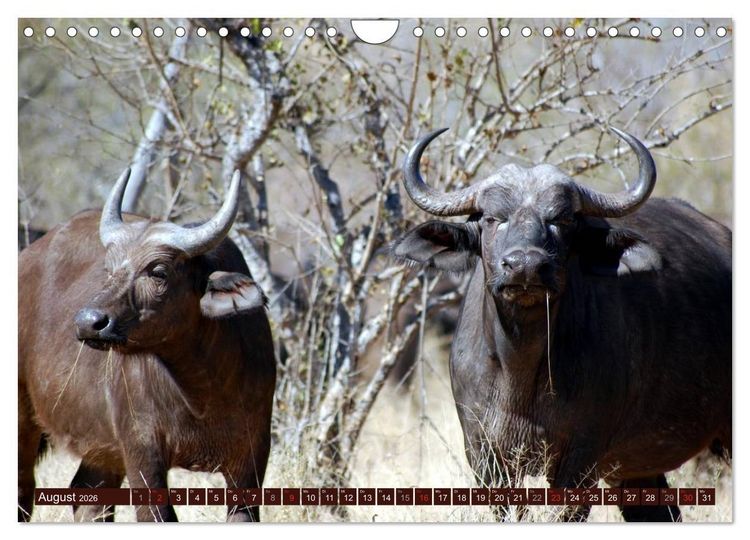 Produktbild: Afrikas wilde Sch&ouml;nheiten (Wandkalender 2026 DIN A4 quer), CALVENDO Monatskalender