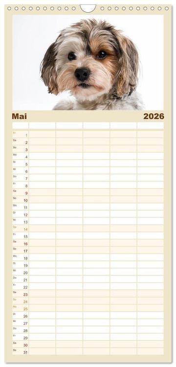 Produktbild: Familienplaner 2026 - Kleine Hunde - Gro&szlig;e Blicke mit 5 Spalten (Wandkalender, 21 x 45 cm) CALVENDO