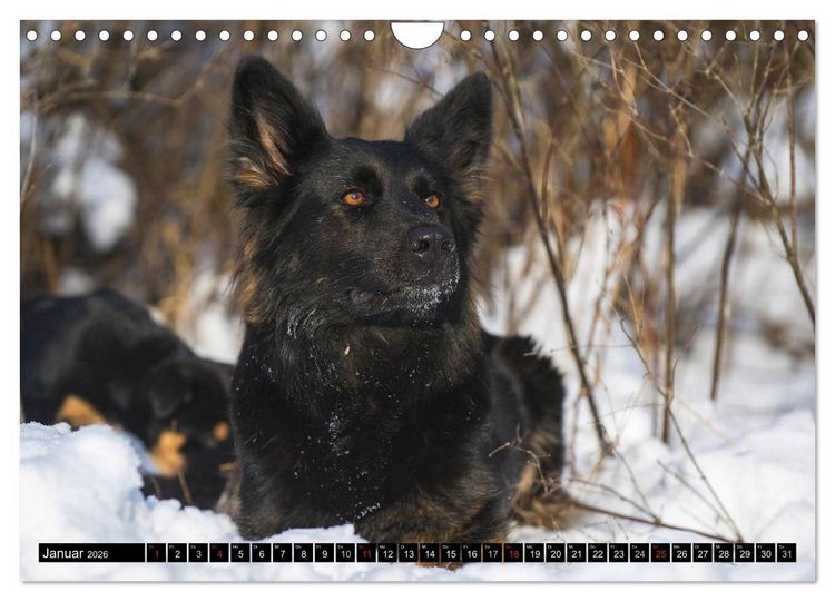 Produktbild: Altdeutsche H&uuml;tehunde - Fast vergessen (Wandkalender 2026 DIN A4 quer), CALVENDO Monatskalender